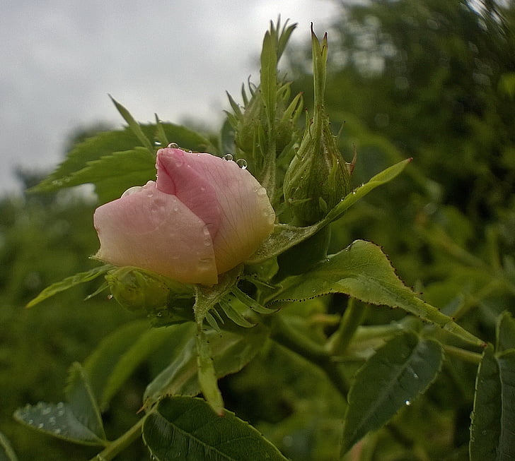 wild rose, nature, life on the rain