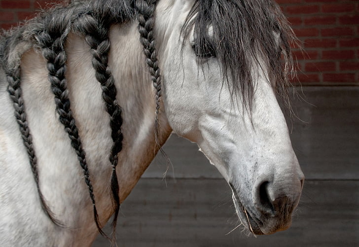 cavall, cabellera, trenat, gris