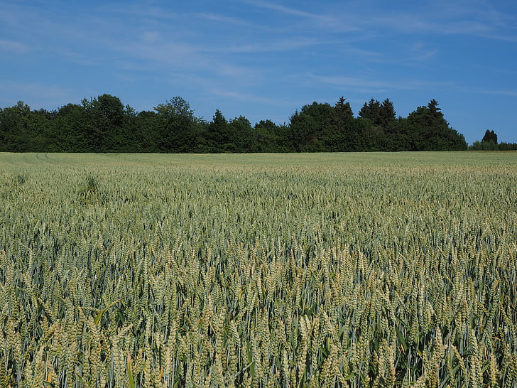 ladang gandum, gandum, sereal, telinga, gandum, ladang jagung, Makanan