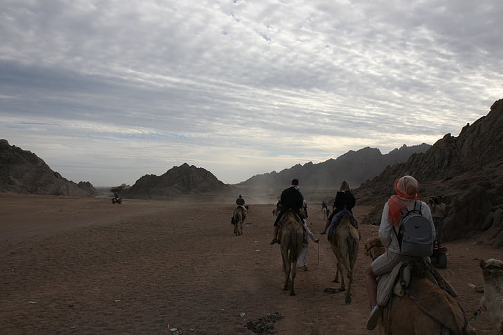 Berkuda, unta, Mesir, petualangan, gurun, Afrika