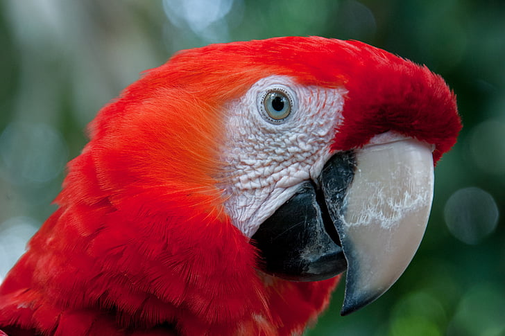 parrot, roso, bird, animal, macaw, nature, wildlife