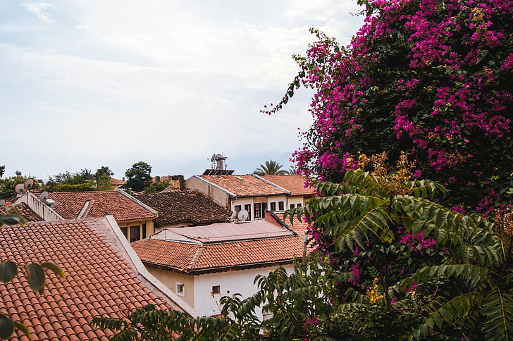 tetto, albero di fioritura, Antalya