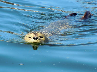 seal, robbe, swim, animal, mammal, wildlife, nature