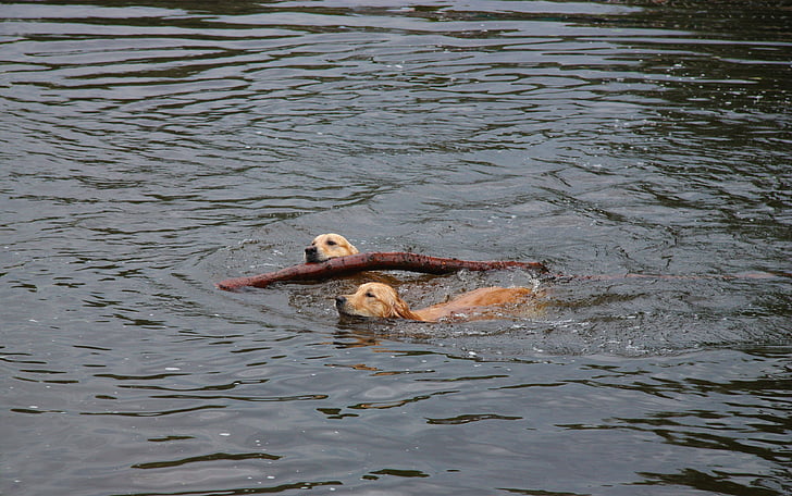 Golden retriever, anjing, pentungan, lantai, gassi, air, Danau