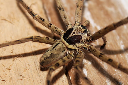 laba-laba, serangga, arakhnida air, Arachnofobia, menakutkan, Halloween, seram