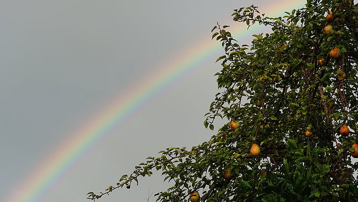 rainbow, sky, plant, tree, pear