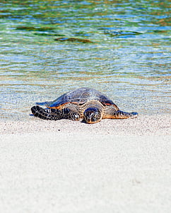 sea, turtle, crawling, seashore, daytime, water, white