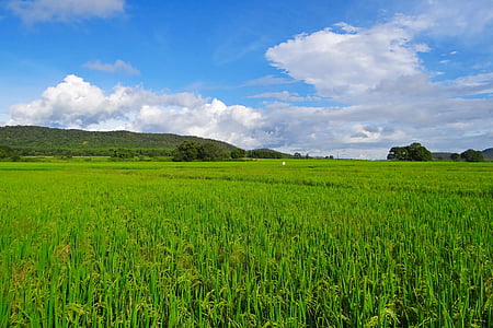 arròs, amb closca, cultiu, l'agricultura, cultiu, terres de conreu, paisatge
