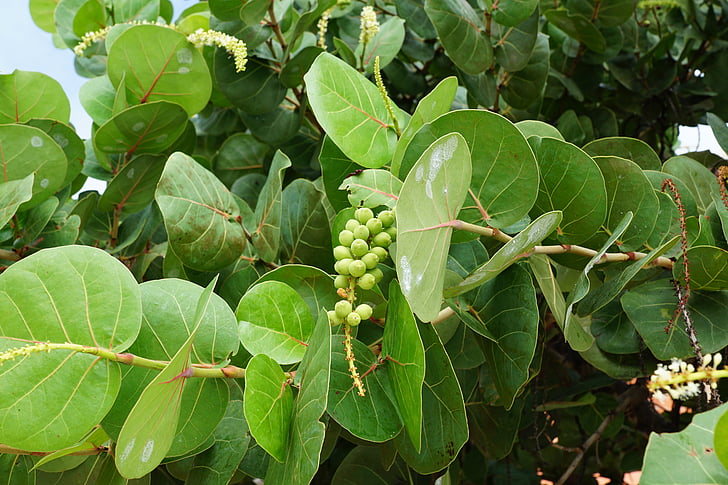 seetraube, fruit, caribbean, green