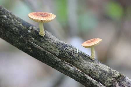 fungo, natura, foresta, fungo, marrone, tappo, funghi