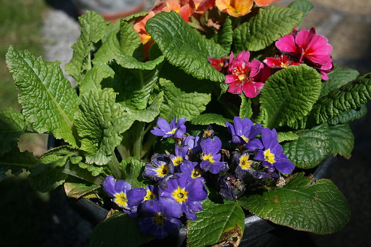 prímulas, Primula vulgaris, Primula, flores, Primavera