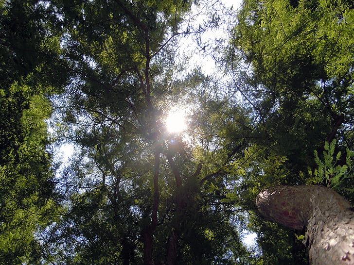 Treetop, træer, tilbage lys, stråle af håb, solen, skov