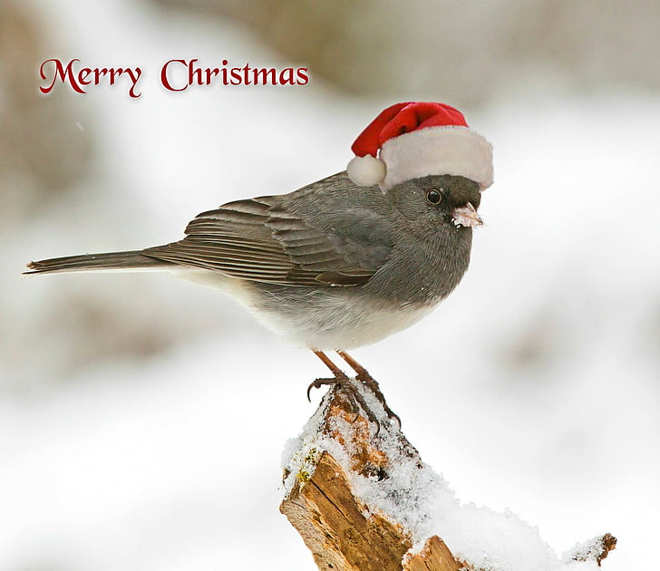 christmas, christmas card, christmas greeting, bird, christmas motif, cap, greeting card