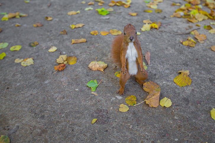 animal, dry leaves, squirrel, wildlife, one person, outdoors, day