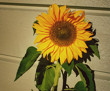 sunflower, sun, flower, yellow, nature, summer, sunny