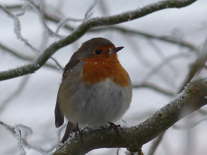 Robin, fugl, natur, kolde, vinter, gel, sne