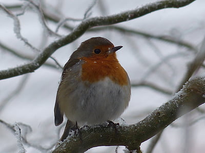 Robin, oiseau, nature, froide, hiver, gel, neige