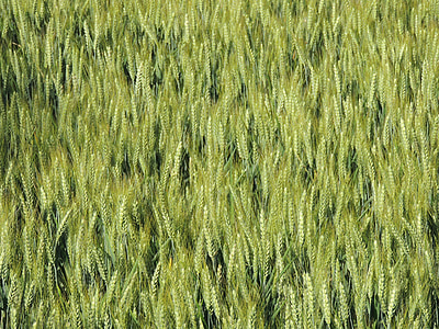 trigo, EPI, campo de maíz, primavera, campo, naturaleza, agricultura
