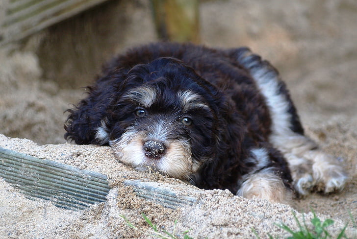 puppy, aussiedoodle, young dog, dog, small, cute, young