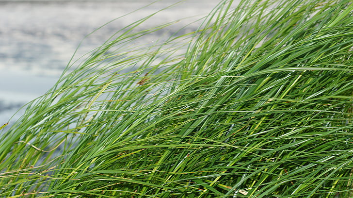Grass, Watt, Nordsee, Wattenmeer, Grün