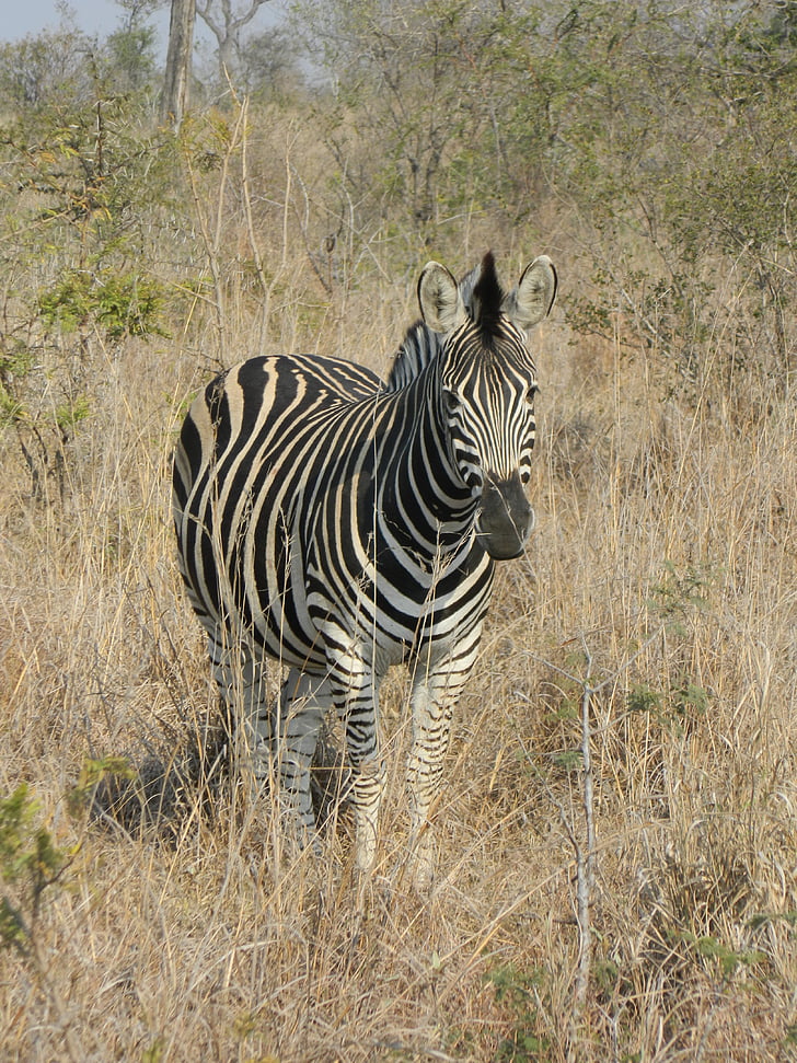 Zebra, Südafrika, wildes Leben, Savannah, gestreiften Fell, Säugetier, Tier
