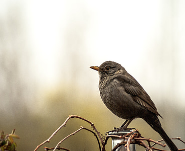Blackbird, vták, Príroda, Ave, krídla, zvieratá, lietanie