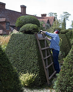 Topiary, cortasetos eléctrico, jardinero, Tejo, gran dixter, sussex del este, Reino Unido