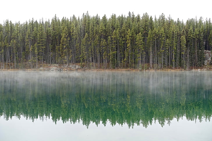 reflektion, sjön, vatten, miljö, dimma, morgon, naturen