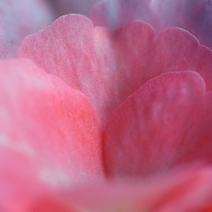 rose, petal, pink, petal of a rose, flower, macro, nature