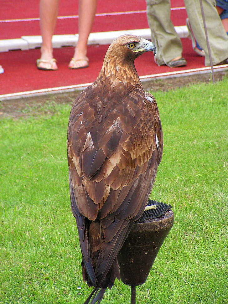 Eagle rock, vultur, vânătoare cu şoimi, prădător