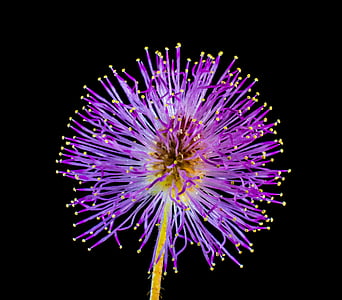 wild flower, small flower, purple, exploding, firework Display, multi Colored, celebration