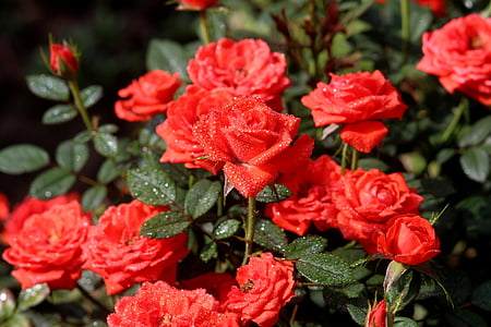 玫瑰, 露水, 红色, 花, 用品, 增长, 植物