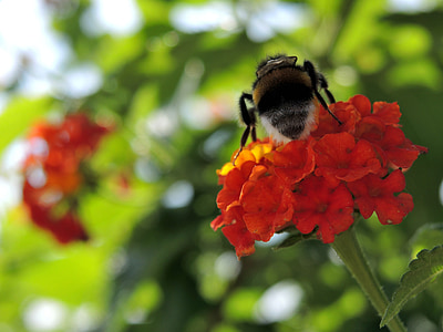 花, 自然, 植物区系, 大黄蜂, 蜜蜂, 授粉, 绽放