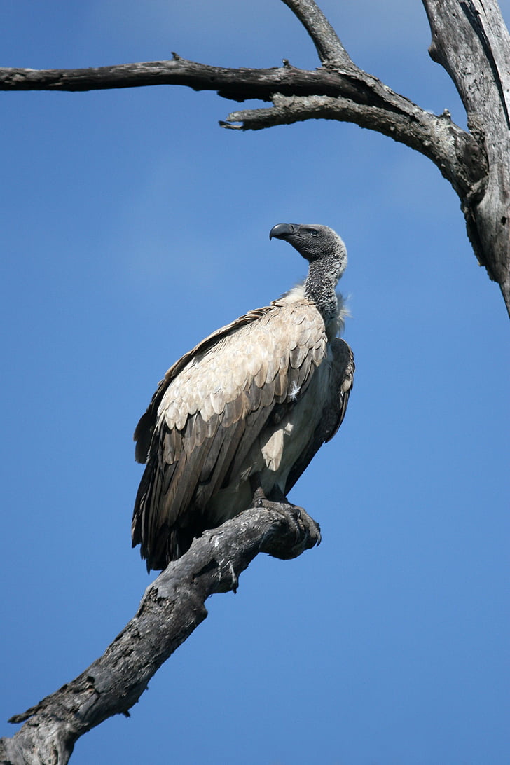 vulture, wildlife, bird, scavenger, feathers, africa, dead tree