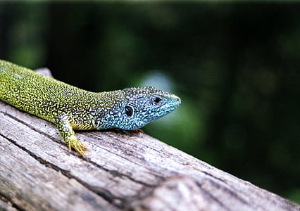 western green lizard, lizard, amphibian, bright, colored, colorful, europe