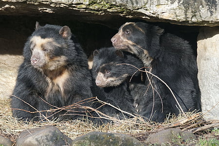 urso-de-óculos, família, jardim zoológico, vida selvagem, animal, urso, mamífero