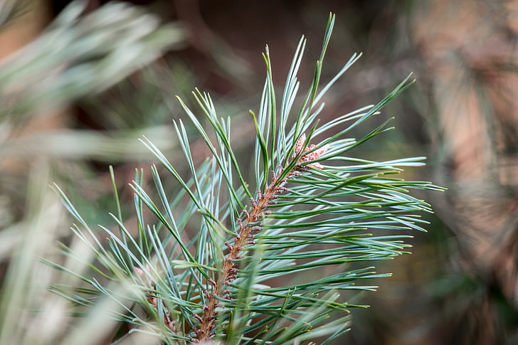 pine needles, conifer, pine, needles, pine cones, tap, tree