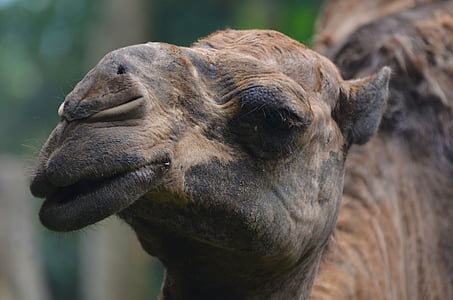 camello, animal, naturaleza