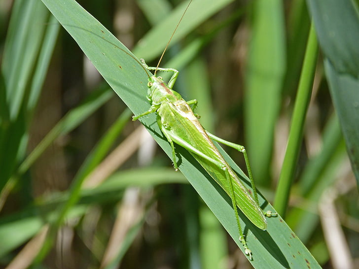 Gafanhoto verde, lagosta, orthopteron, folha, antenas, inseto, natureza