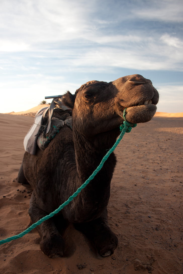 wielbłąd, Pustynia, portret, Maroko, piasek, Nomad, Wüstentour
