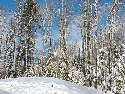겨울, 눈, 감기, 시즌, 자연, 하얀, 냉동