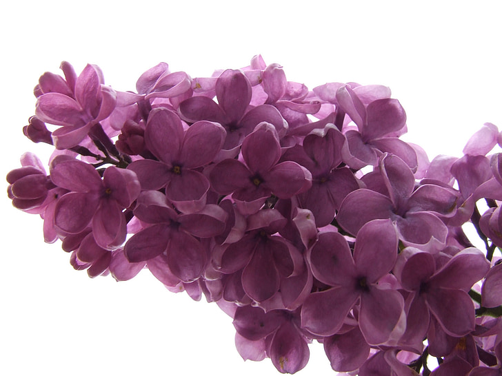 ungu, Lilac cabang, Blossom, mekar, wangi