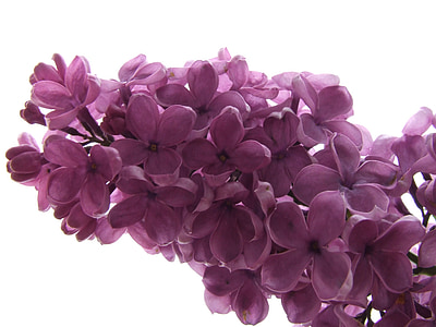 丁香, 淡紫色的分支, 开花, 绽放, 香
