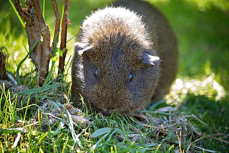 guinea pig, smooth hair, gray agouti, black buff-agouti, nature, grass, nager