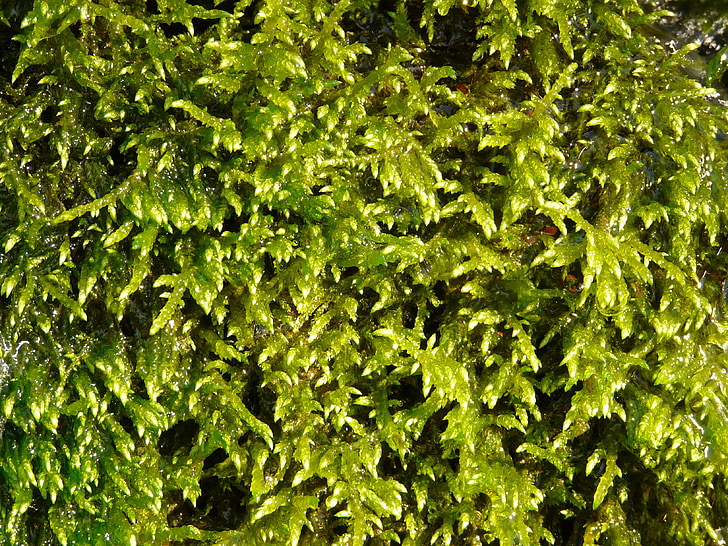 moss, plant, green