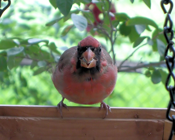 cardenal, ocell, vermell, natura, animal, vida silvestre, ala