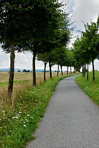 ścieżka rowerowa, drzewa, krajobraz, Natura, Szlak, idylliczne