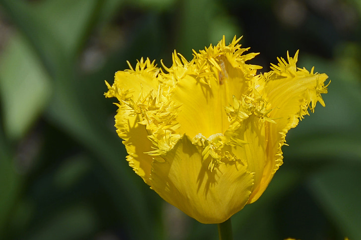 Tulip, tulpenbluete, Blossom, Bloom, blomster, forår, åbne