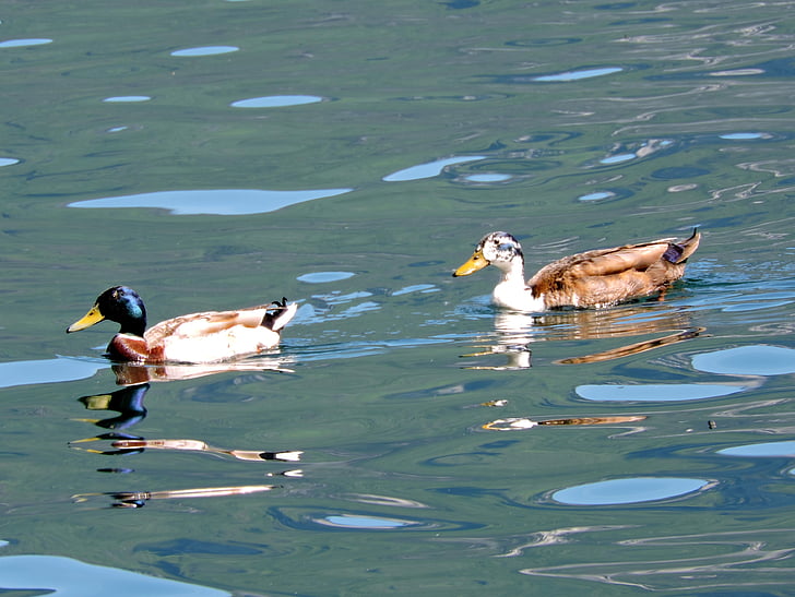 duck, water, lake, swim, water games, bird