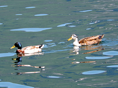 Duck, vee, Lake, ujuda, Vesi Mängud, lind